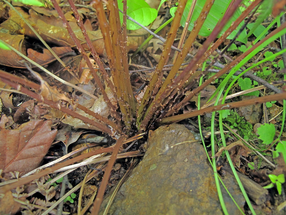 Image of Athyrium sinense specimen.