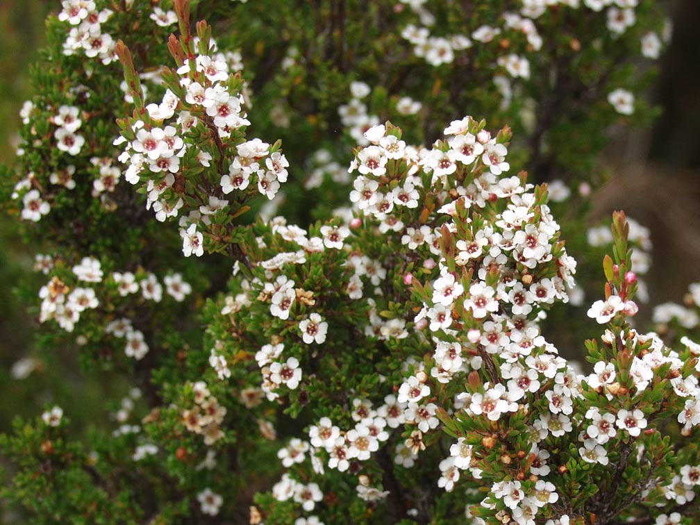 Изображение особи род Leptospermum.