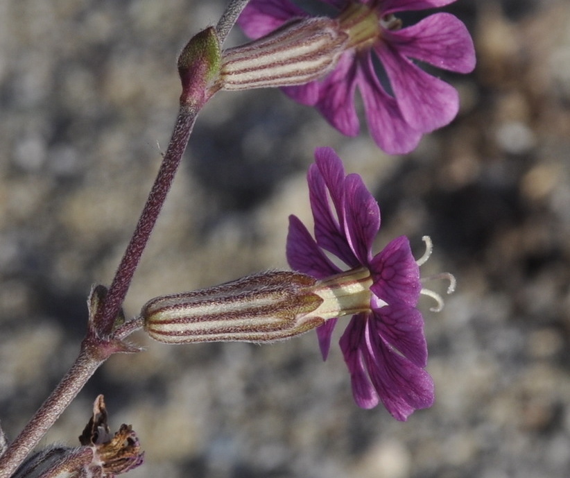 Изображение особи Silene colorata.