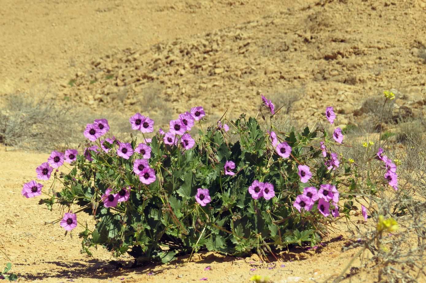 Image of Erodium arborescens specimen.