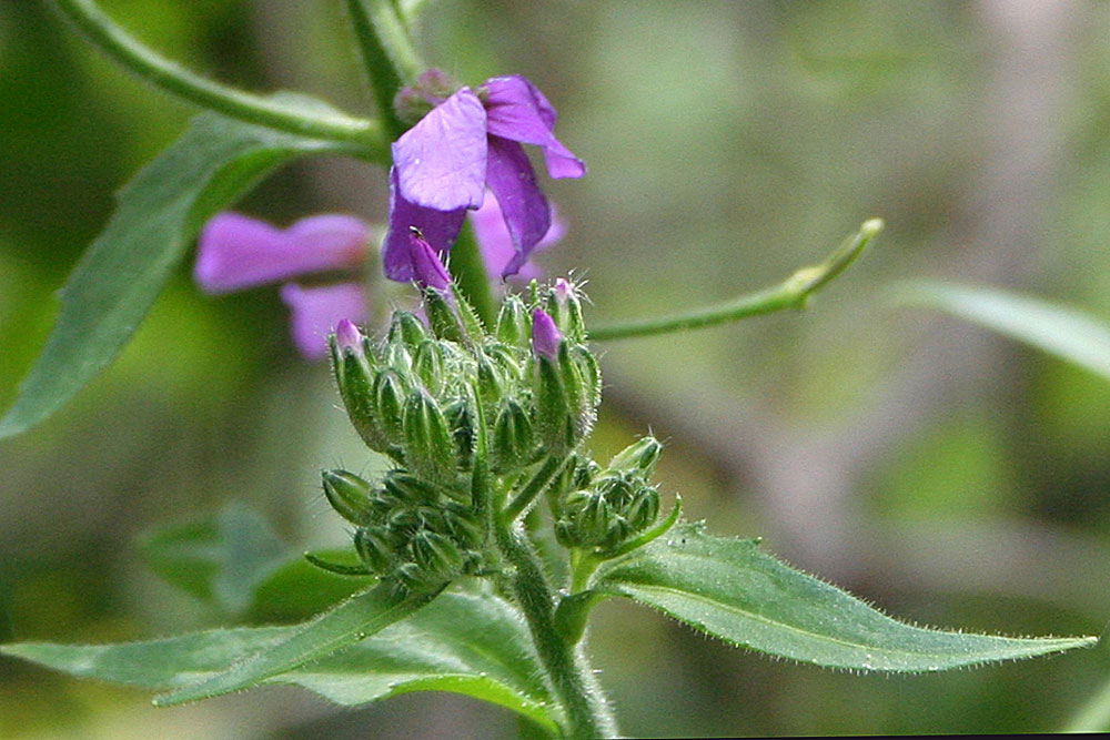 Image of Hesperis sibirica specimen.