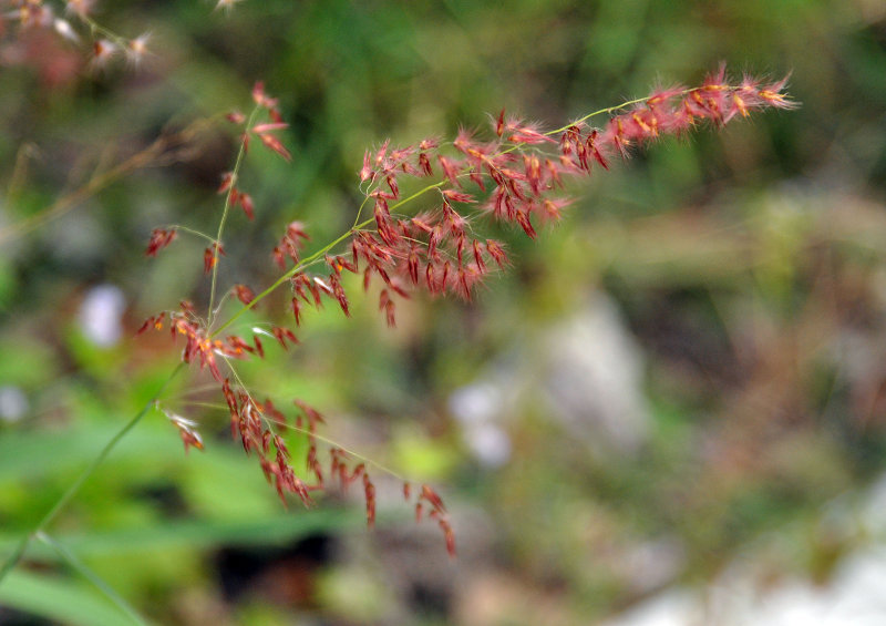 Image of Melinis repens specimen.