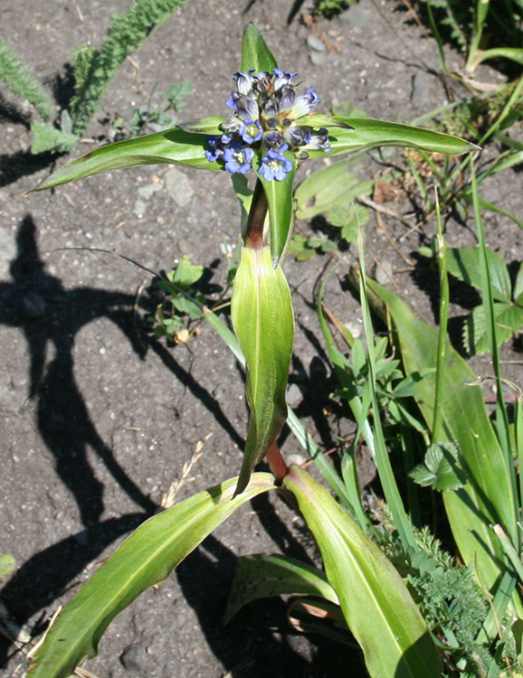 Image of Gentiana macrophylla specimen.