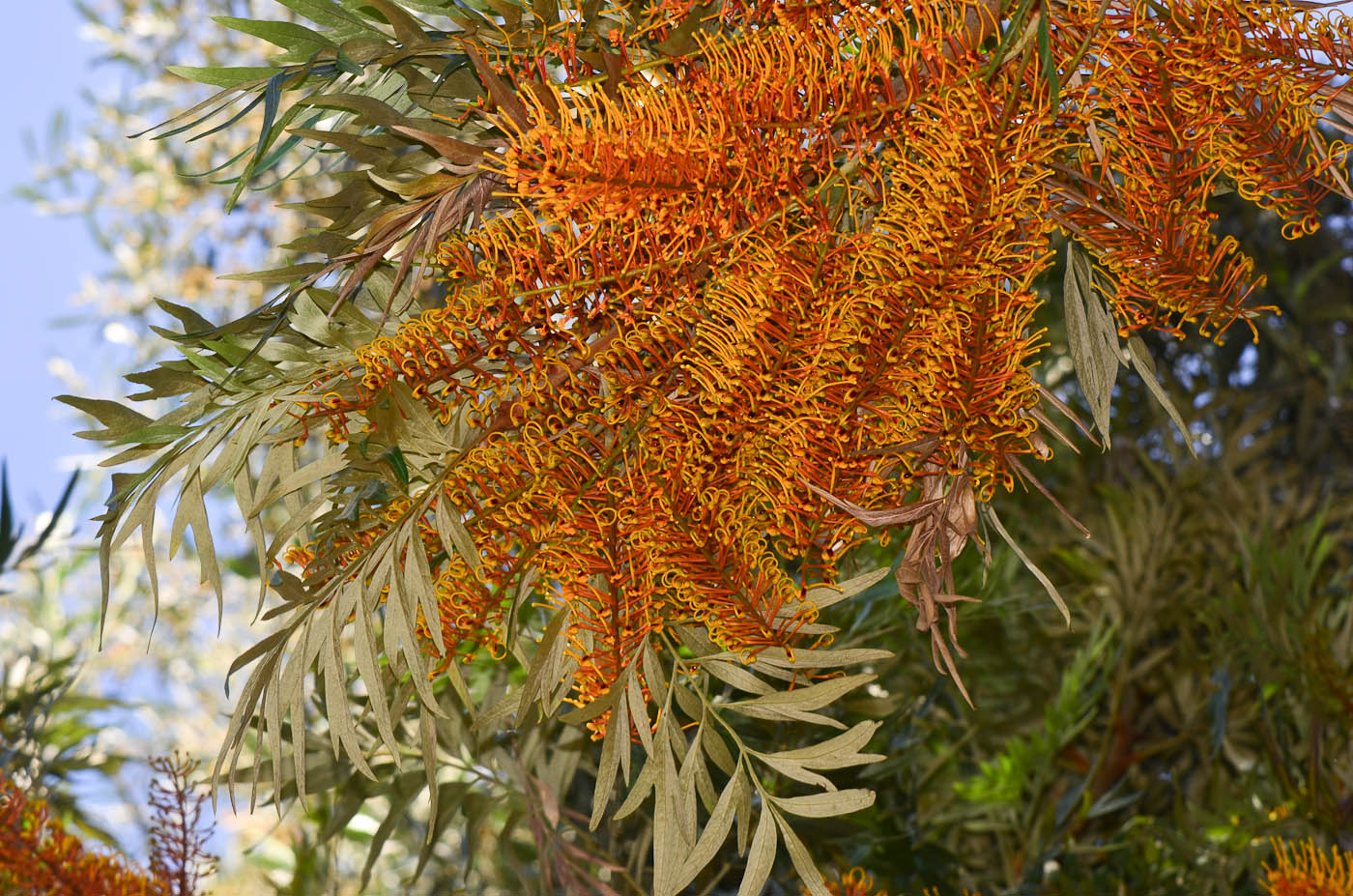 Изображение особи Grevillea robusta.