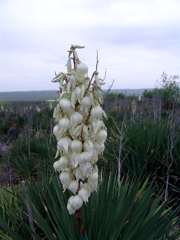 Image of Yucca gloriosa specimen.