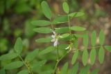 Galega officinalis