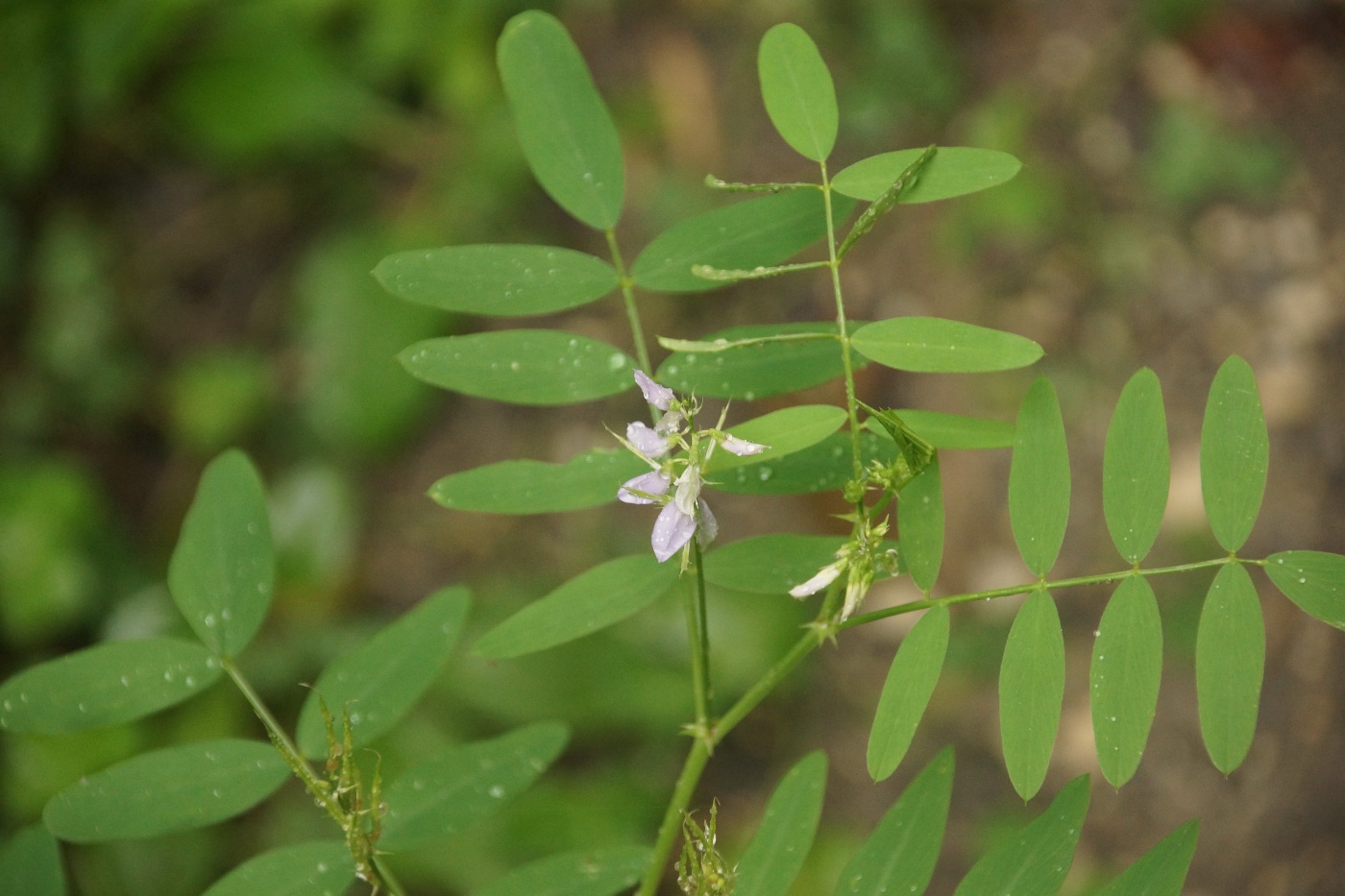 Изображение особи Galega officinalis.