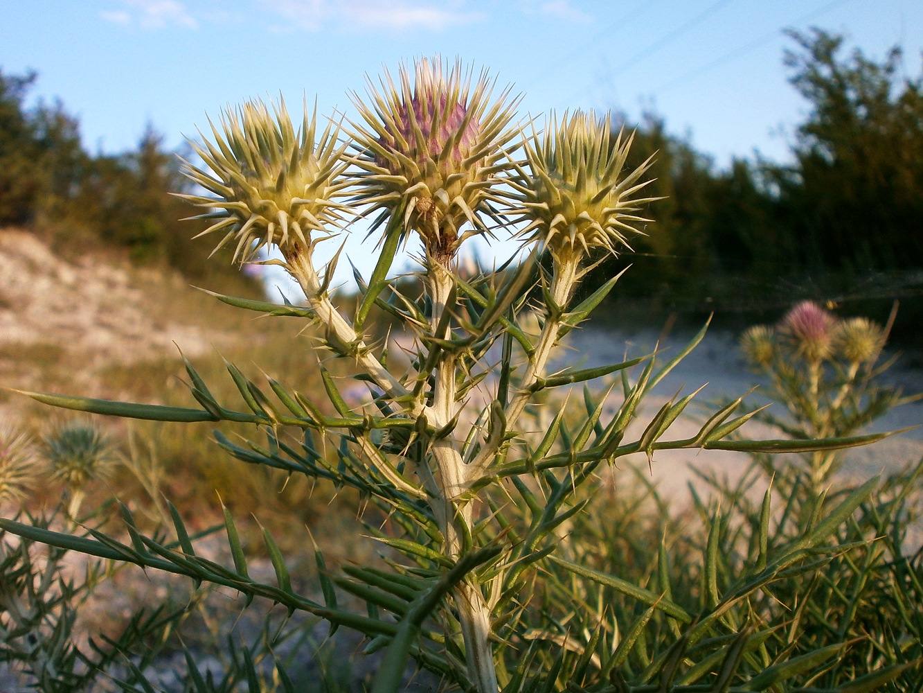 Image of Lamyra echinocephala specimen.