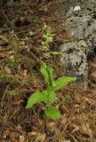 Epipactis helleborine. Цветущее растение. Крым, окр. Ялты, гора Лапата, сосновый лес. 18 июля 2014 г.