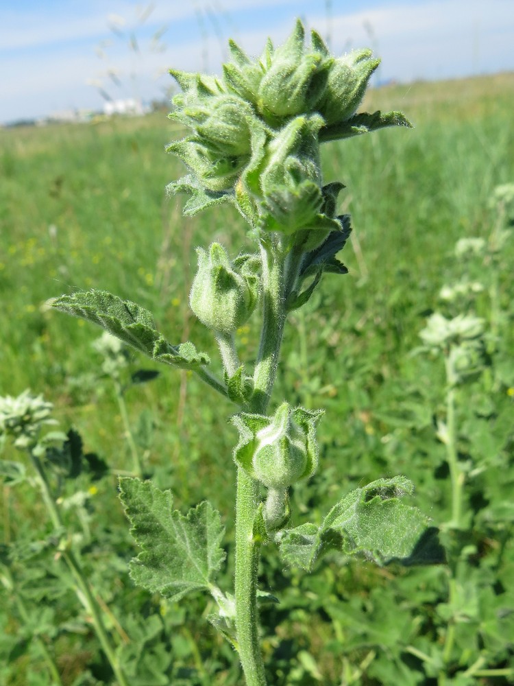 Image of Malva thuringiaca specimen.