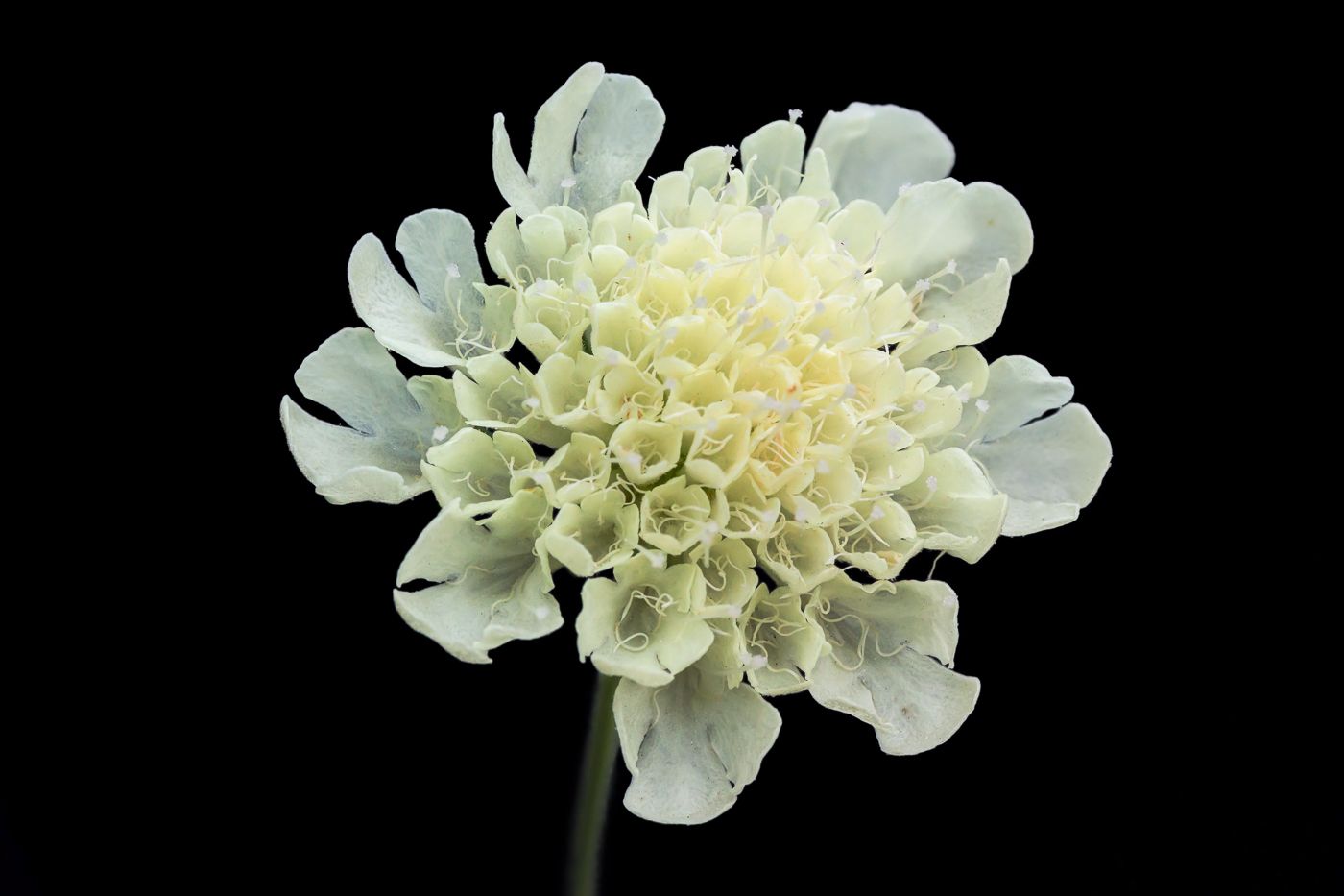 Изображение особи Scabiosa ochroleuca.