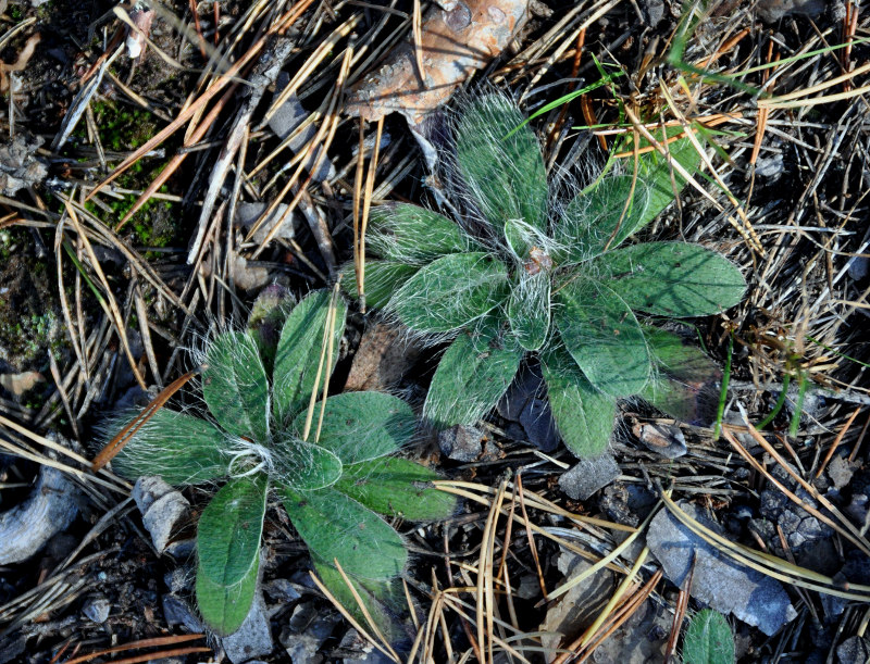 Image of Pilosella officinarum specimen.