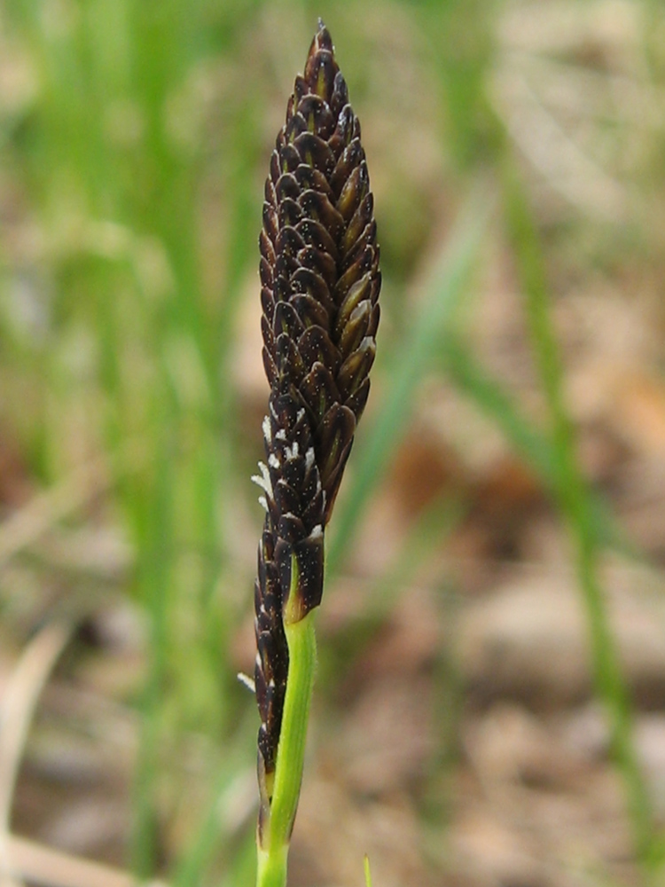 Image of Carex nigra specimen.