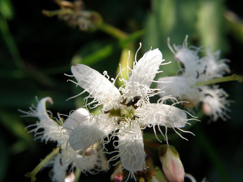 Изображение особи Menyanthes trifoliata.