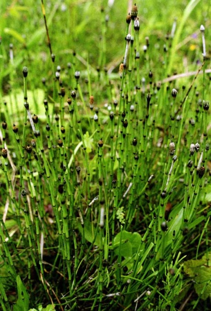 Image of Equisetum variegatum specimen.