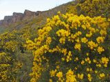 Ulex europaea. Цветущее растение у подножия скалы. Великобритания, Шотландия, Эдинбург, Holyrood Park, Salisbury Crags. 5 апреля 2008 г.