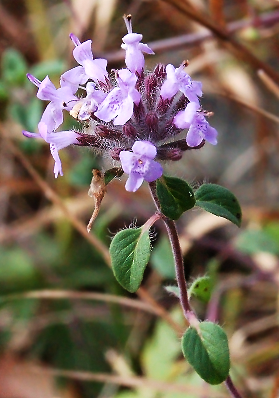 Image of Ziziphora clinopodioides specimen.