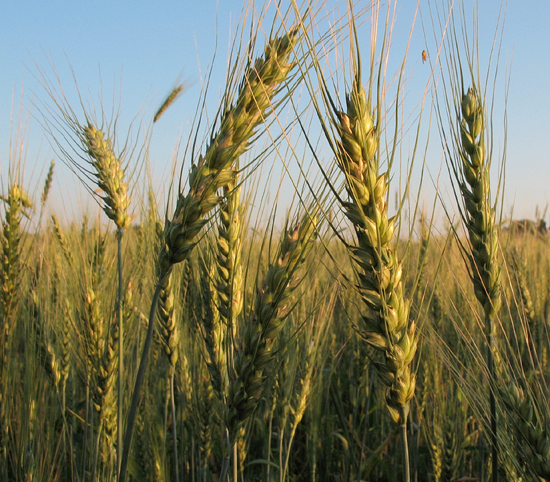 Изображение особи Triticum aestivum.