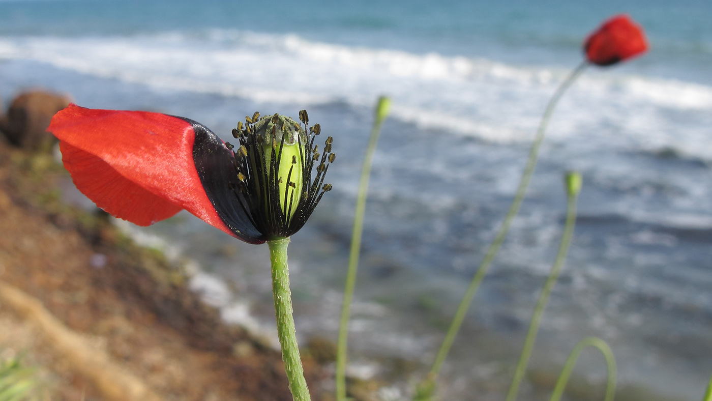 Image of Papaver laevigatum specimen.