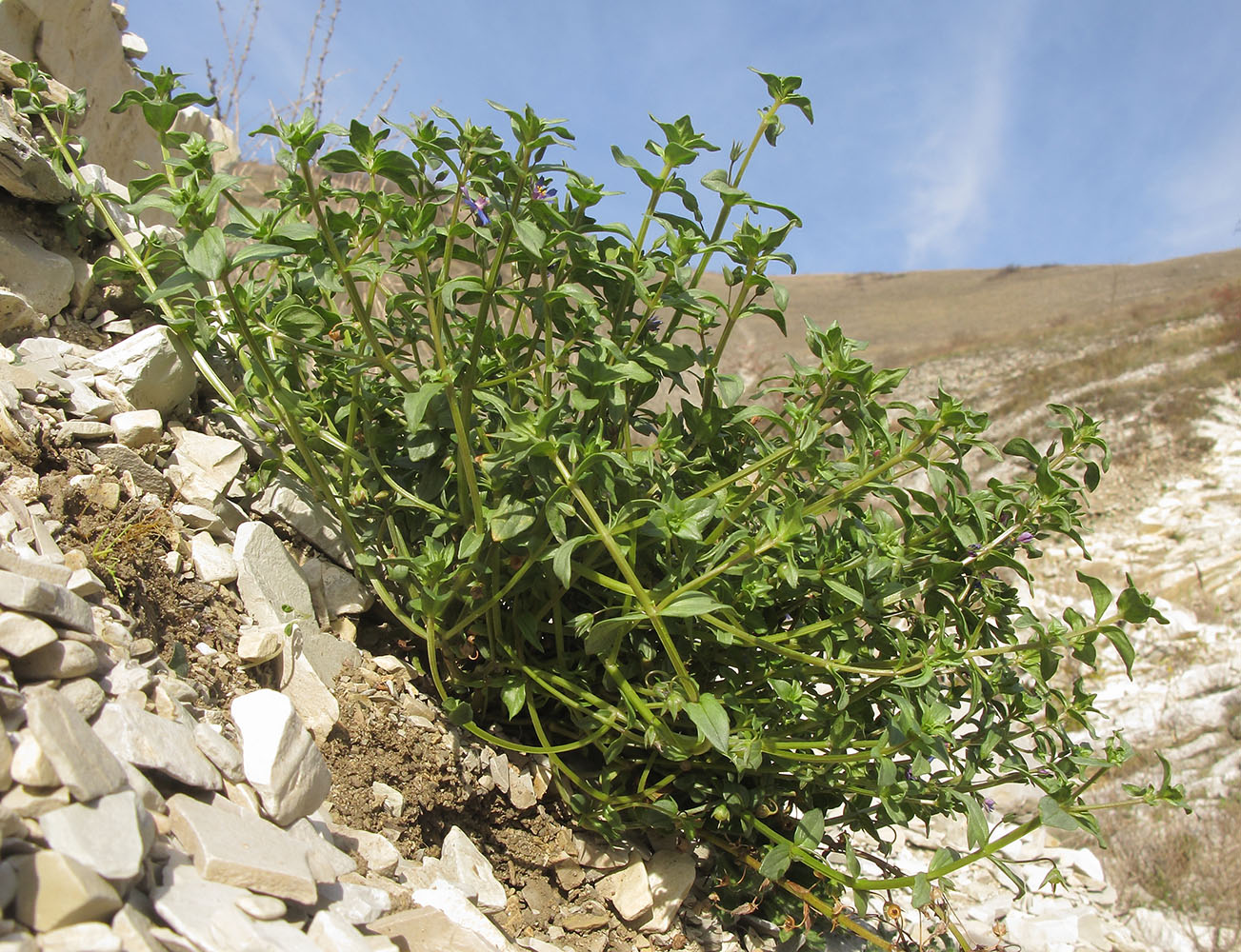 Image of Anagallis foemina specimen.