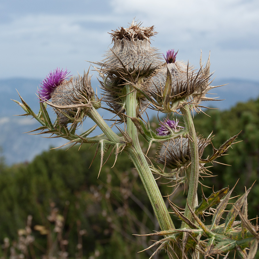 Изображение особи Cirsium eriophorum.