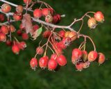 род Crataegus