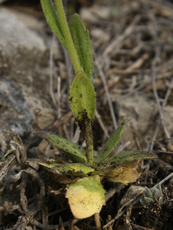 Image of Arabis borealis specimen.