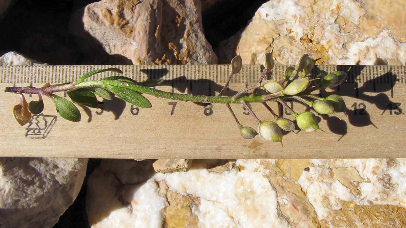 Image of Alyssum oschtenicum specimen.