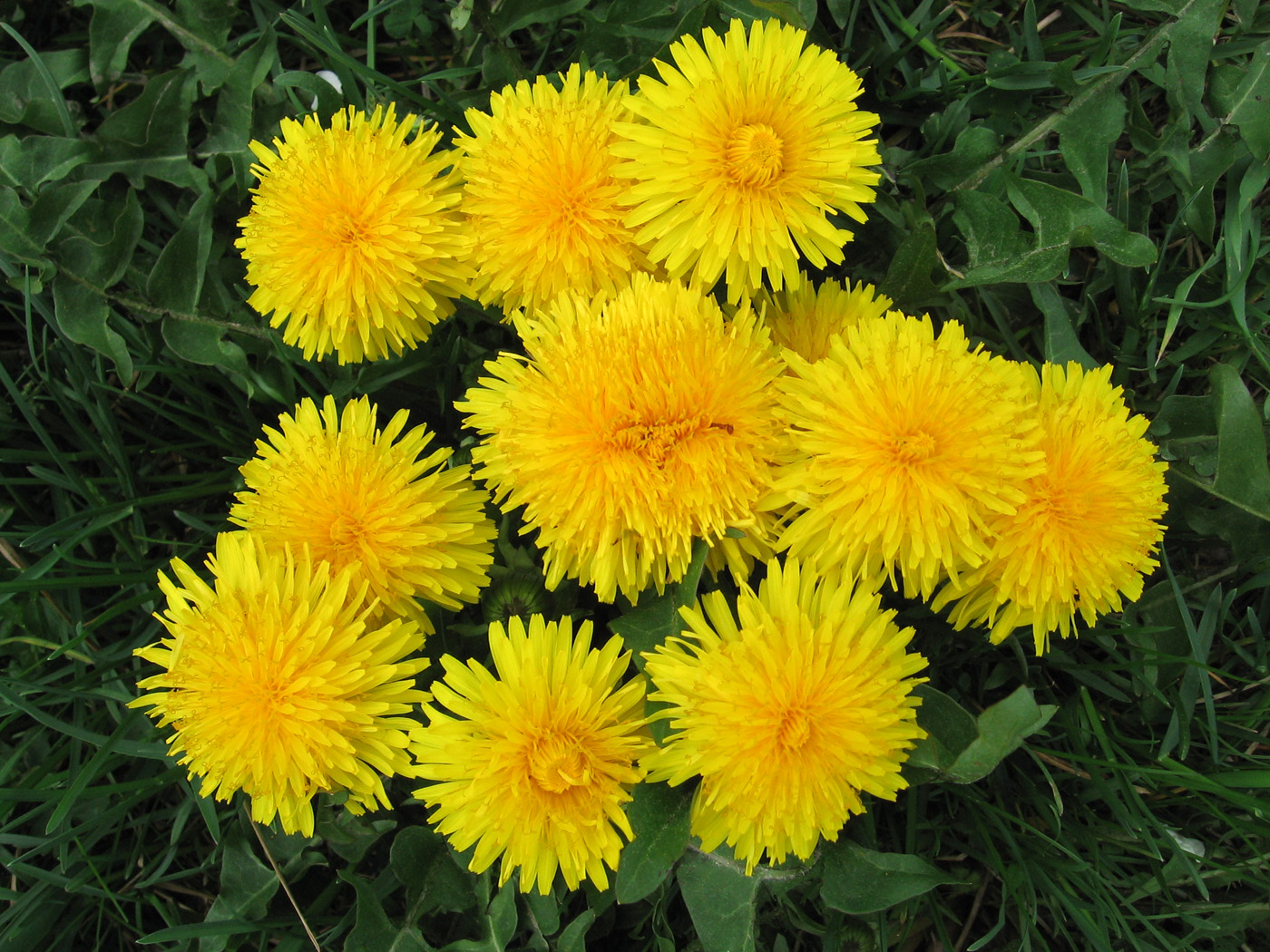 Image of Taraxacum officinale specimen.