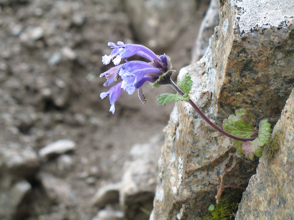 Image of Dracocephalum laniflorum specimen.