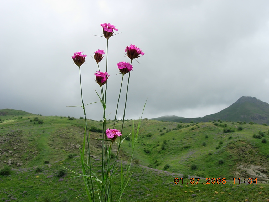 Изображение особи Dianthus calocephalus.