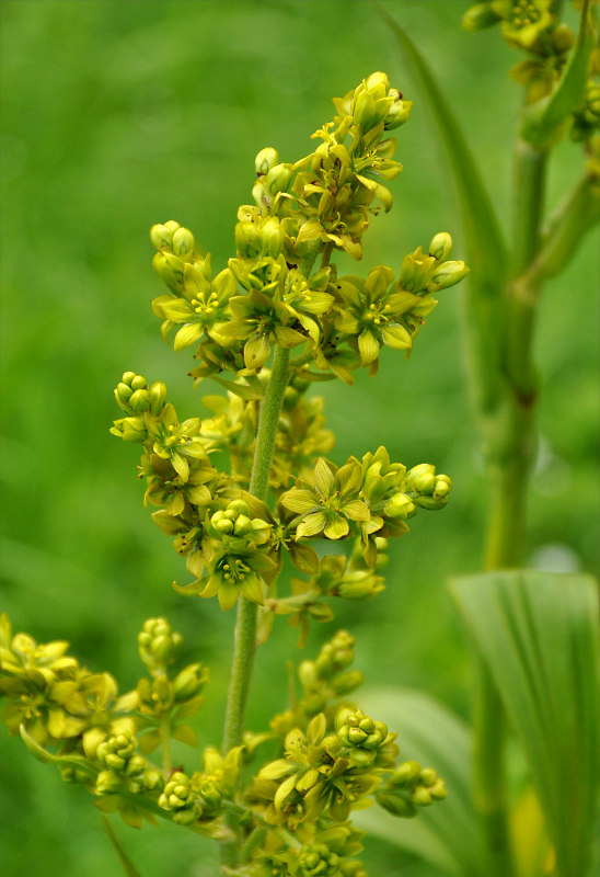 Изображение особи Veratrum lobelianum.