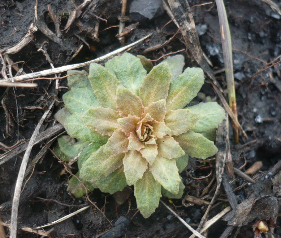 Image of genus Androsace specimen.