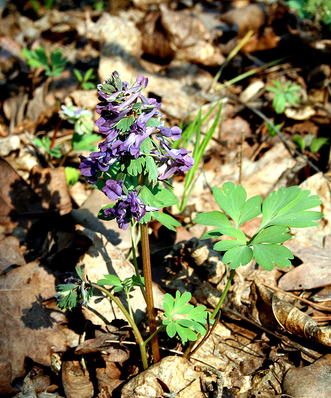 Изображение особи Corydalis solida.