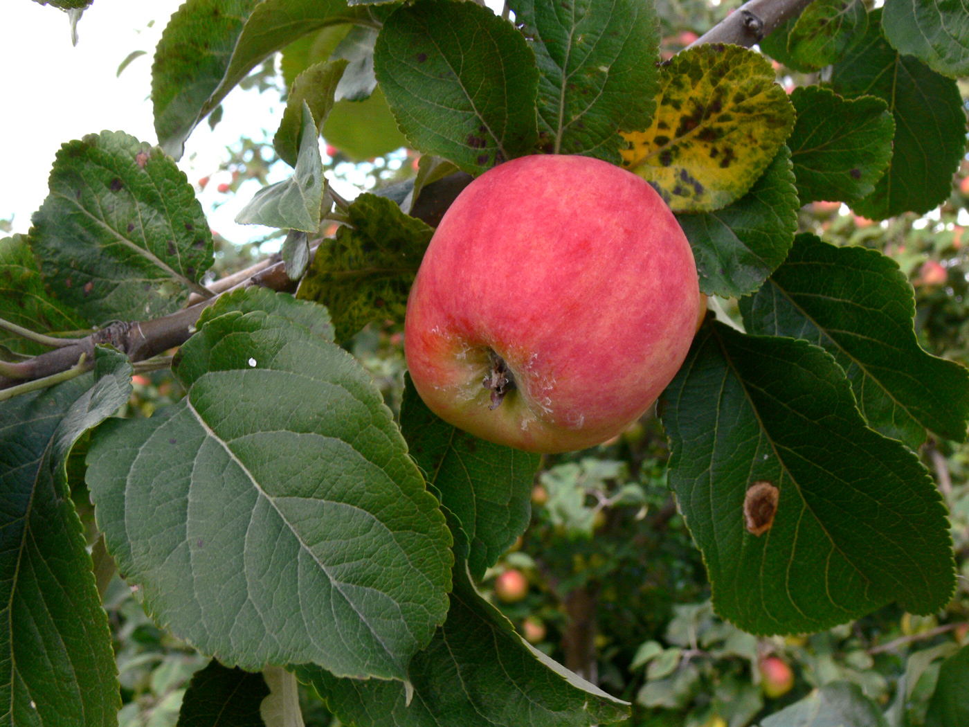 Image of Malus domestica specimen.