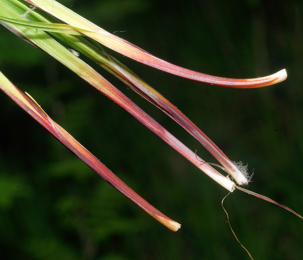 Image of Carex pilosa specimen.