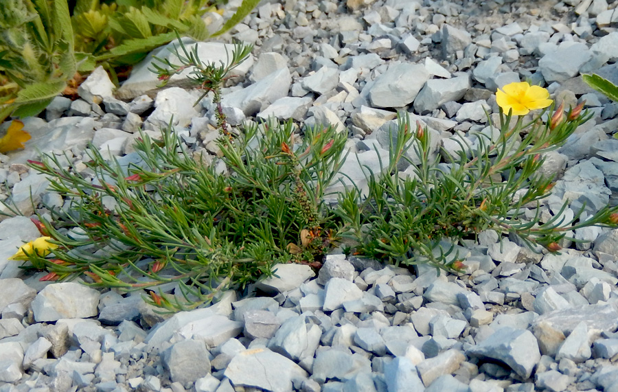 Image of Fumana procumbens specimen.