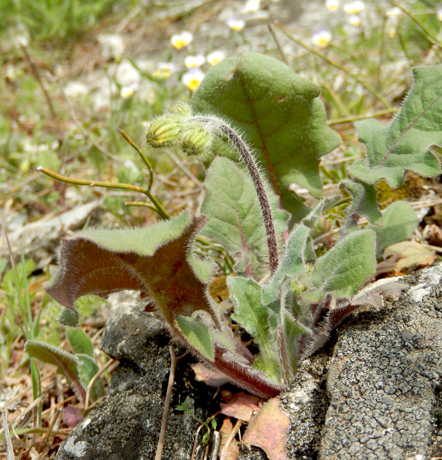 Image of Lagoseris sancta specimen.