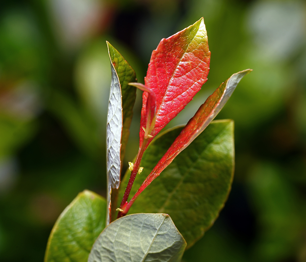 Image of Salix starkeana specimen.