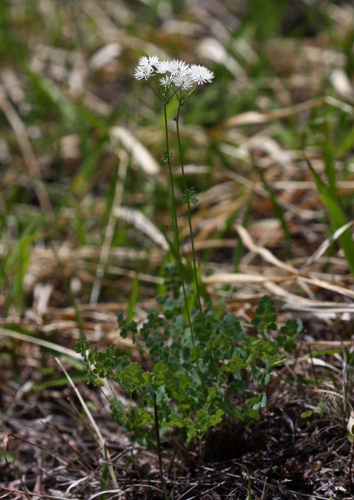 Image of Thalictrum petaloideum specimen.