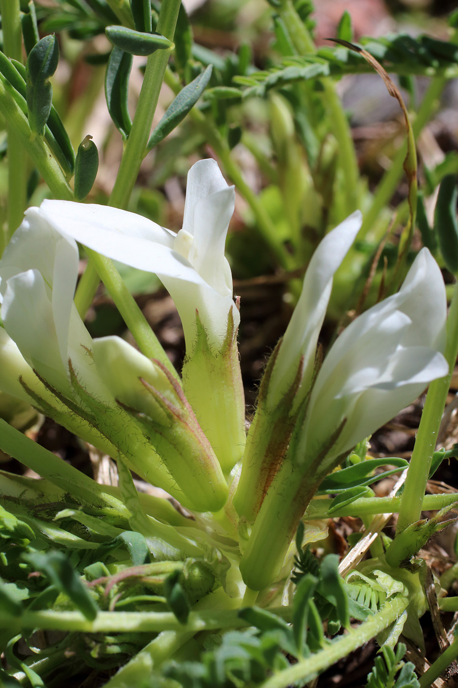 Изображение особи Astragalus chionanthus.