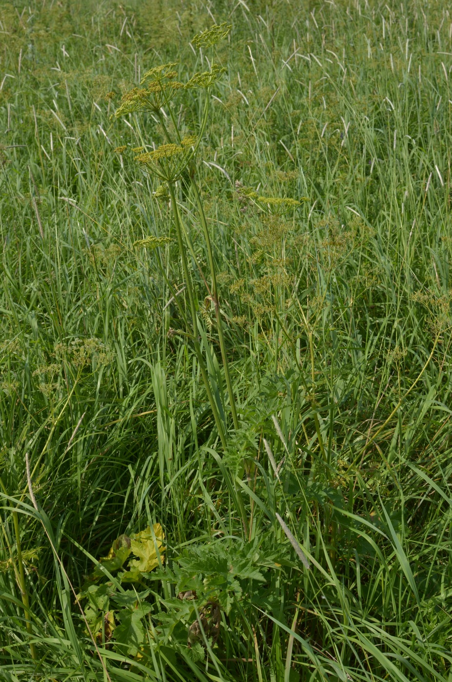 Image of Heracleum sibiricum specimen.