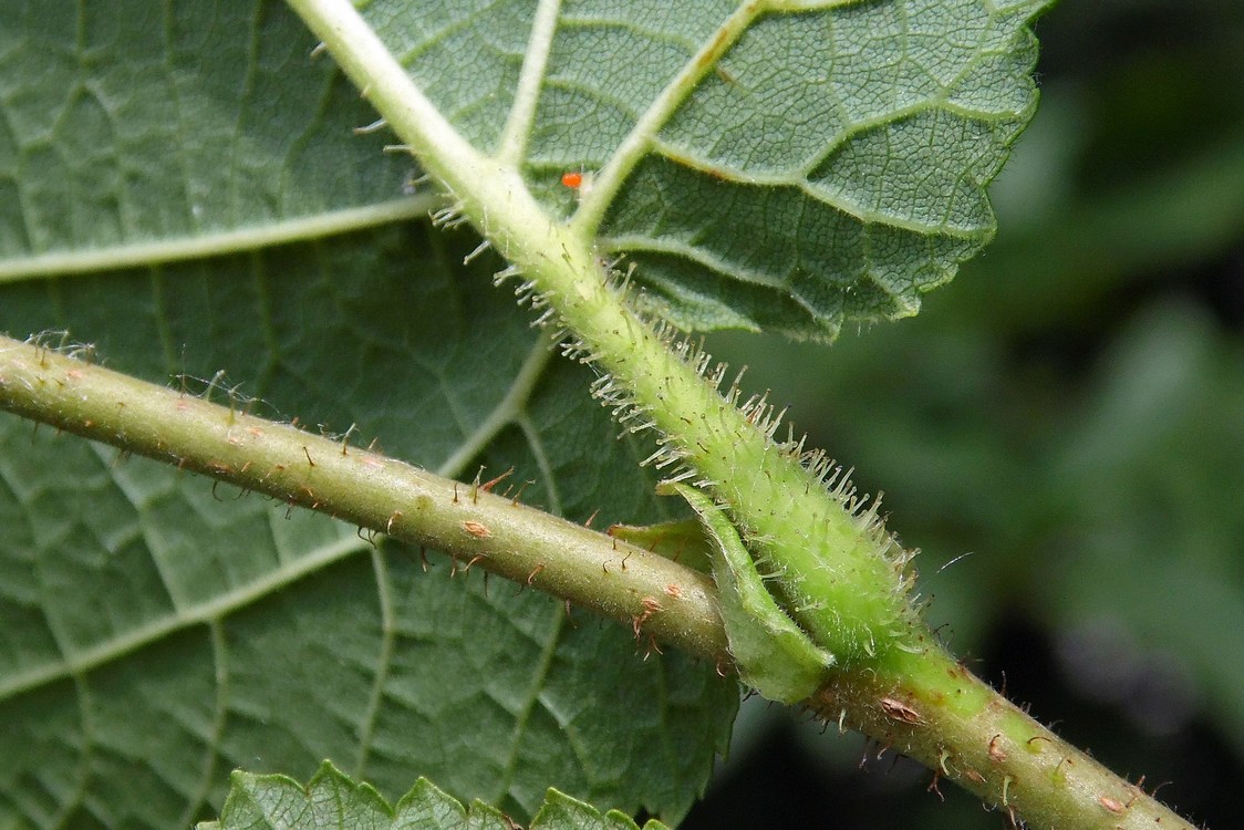 Изображение особи Corylus avellana.