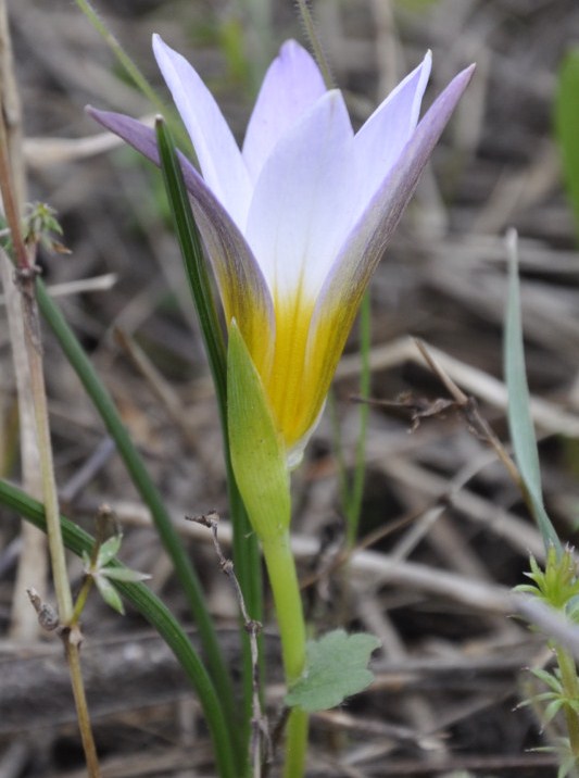 Image of Romulea bulbocodium specimen.