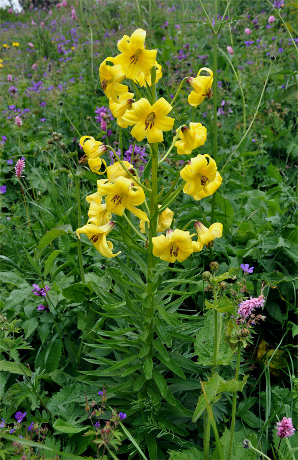 Image of Lilium monadelphum specimen.