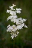 Filipendula ulmaria. Верхушка цветущего растения. Пермский край, г. Пермь, Кировский р-н, суходольный луг вдоль Воткинского водохранилища. 22.07.2016.