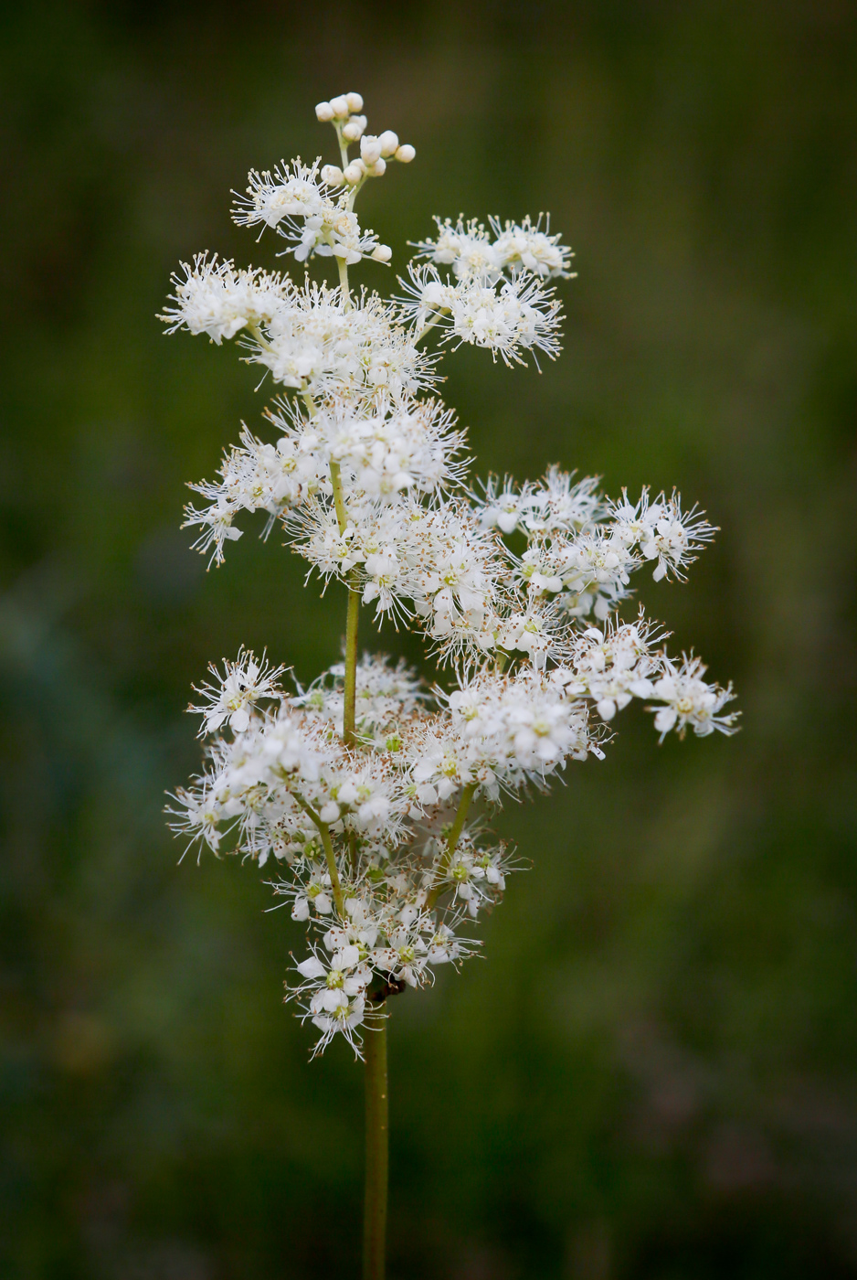 Image of Filipendula ulmaria specimen.