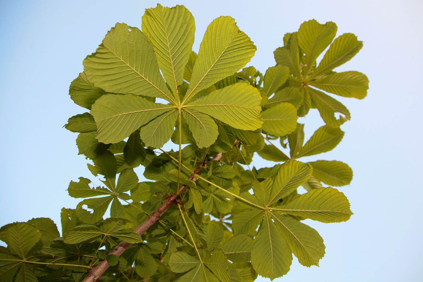 Image of Aesculus hippocastanum specimen.