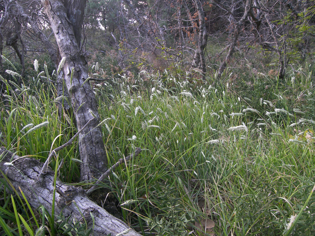 Изображение особи Sesleria alba.