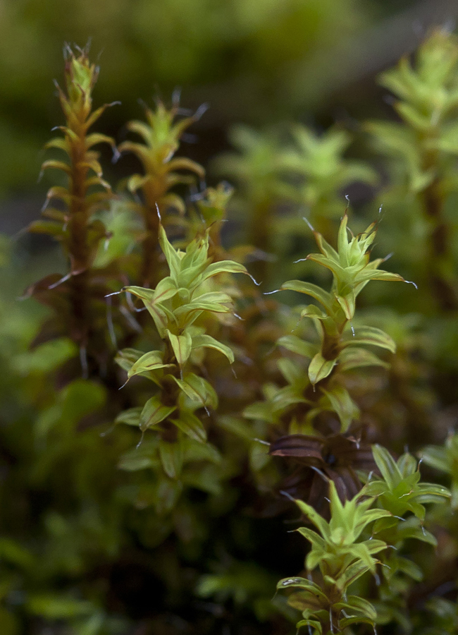 Изображение особи Syntrichia ruralis.